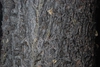 Bark close-up (Larimer County, CO)-Early Fall