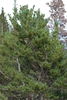 Tree form (Larimer County, CO)-Early Fall