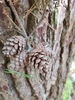 Seed cones