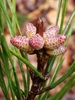 Pollen cones