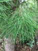 Needles