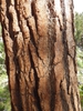 Bark