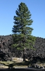 Form