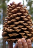 Cone closeup