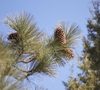 Needles and cones