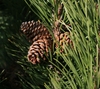 Cone and needles