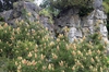 Form