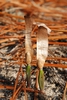 Seedling with seed still attached (Chesterfield County, SC)-Earl