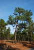 Tree form (Chesterfield County, SC)-Early Winter