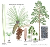 Color illustrations of the technical details of this species.