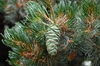 Pinus parviflora 'Glauca' Cone
