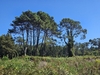 Mature tree in its native habitat