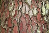Closeup of reddish-brown fissured bark