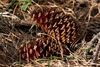 Large reddish-brown pinecones with open scales