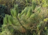 Stems and needles