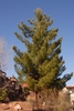 Pinus ponderosa
