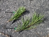 Two needles per bundle - comparison photo of Pinus pungens