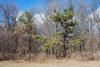 Tree form (Seneca County, NY)-Late Winter