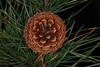 Top view of seed cones (Seneca County, NY)-Late Winter