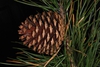 Side view of seed cone (Seneca County, NY)-Late Winter
