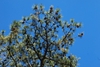 Branches (Seneca County, NY)-Late Winter