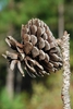 Mature seed cone (Colleton County, SC)-Mid Fall