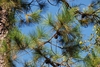 Branch and needles (Colleton County, SC)-Mid Fall