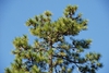 Top of tree (Colleton County, SC)-Mid Fall