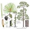 Color illustrations of the technical details of this species.