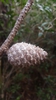 Cone