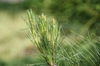 Pinus strobus 'Pendula'
