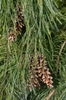 Pinus strobus 'Pendula'