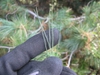 Pinus strobus