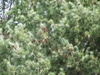 Pinus strobus