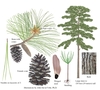 Color illustrations of the technical details of this species.