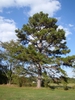 Pinus taeda