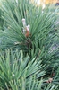 Pinus thunbergii 'Thunderhead'