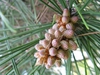 Pinus thunbergii