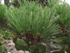 Pinus thunbergii