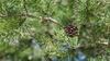 Pinus virginiana