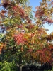 sparsely branched tree with pinnate leaves turning red