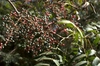 Shoot with clusters of drupes turning from green to red.