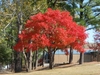 Small tree with rounded crown. Foliage is intense red.