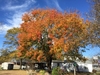 Small tree with rounded crown. Foliage is turning red
