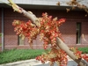 Catkins of reddish flower buds erupting from bare limbs.