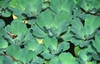 Pistia stratiotes