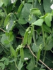Mature fruit on plant