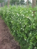 Row of plants in bloom