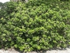 Pittosporum tobira