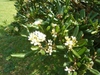 Pittosporum tobira